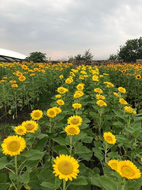 f:id:xnorico:20190728192334j:plain f:id:xnorico:20190728192334j:plain