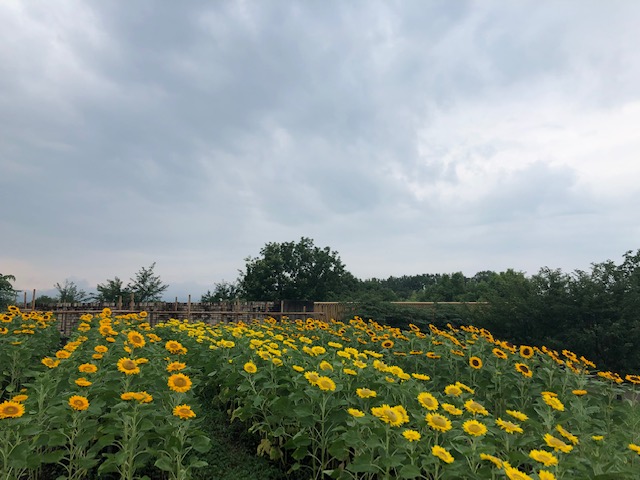 f:id:xnorico:20190728192359j:plain f:id:xnorico:20190728192359j:plain