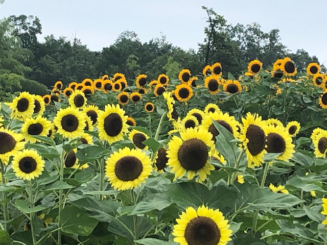 f:id:xnorico:20190728193013j:plain f:id:xnorico:20190728193013j:plain