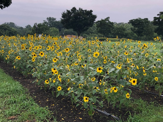 f:id:xnorico:20190728193750j:plain f:id:xnorico:20190728193750j:plain