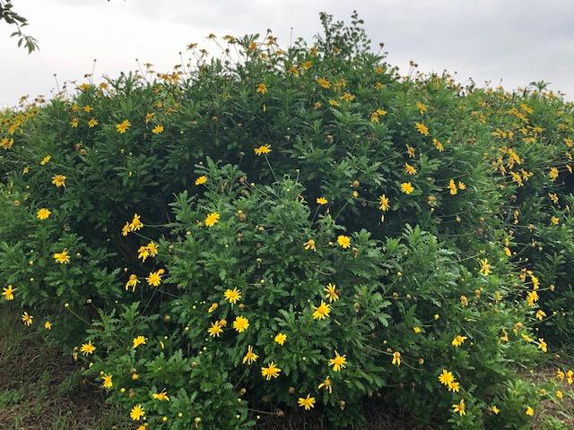 f:id:xnorico:20190728194009j:plain f:id:xnorico:20190728194009j:plain