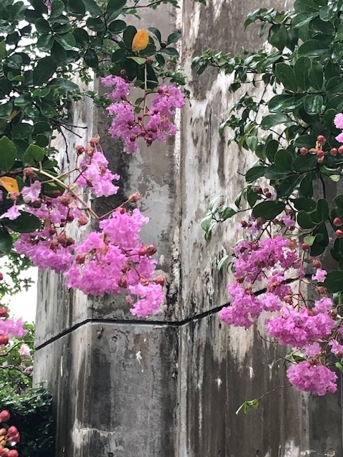 f:id:xnorico:20190728212329j:plain f:id:xnorico:20190728212329j:plain