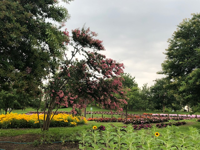 f:id:xnorico:20190728212513j:plain f:id:xnorico:20190728212513j:plain