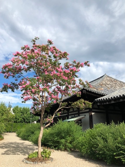 f:id:xnorico:20190807151357j:plain f:id:xnorico:20190807151357j:plain
