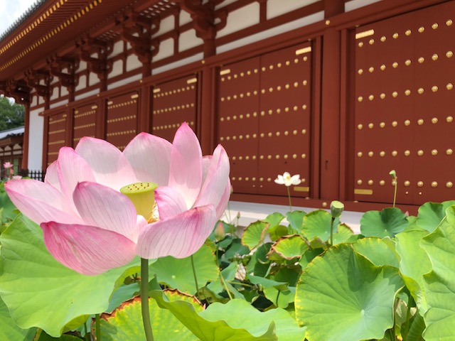 f:id:xnorico:20190811150542j:plain f:id:xnorico:20190811150542j:plain