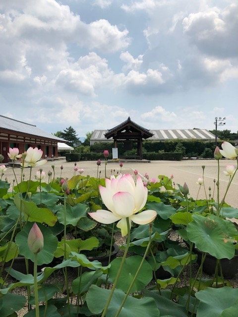 f:id:xnorico:20190811171613j:plain f:id:xnorico:20190811171613j:plain