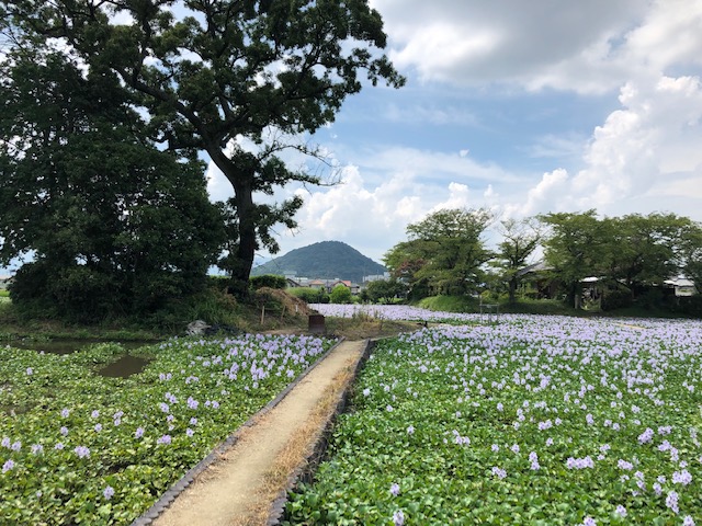 畝傍山