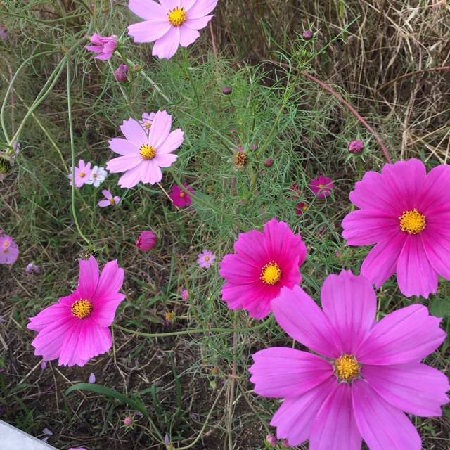 f:id:xnorico:20191024132023j:plain f:id:xnorico:20191024132023j:plain