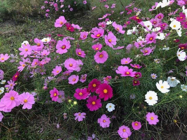 f:id:xnorico:20191024141957j:plain f:id:xnorico:20191024141957j:plain