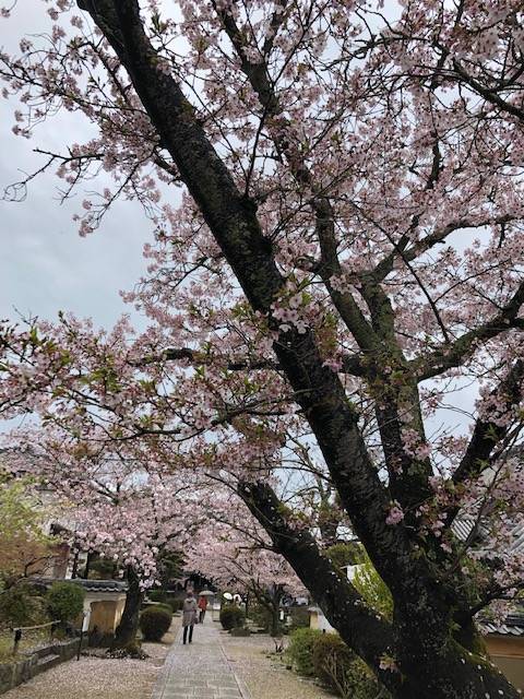 春の橘寺庭