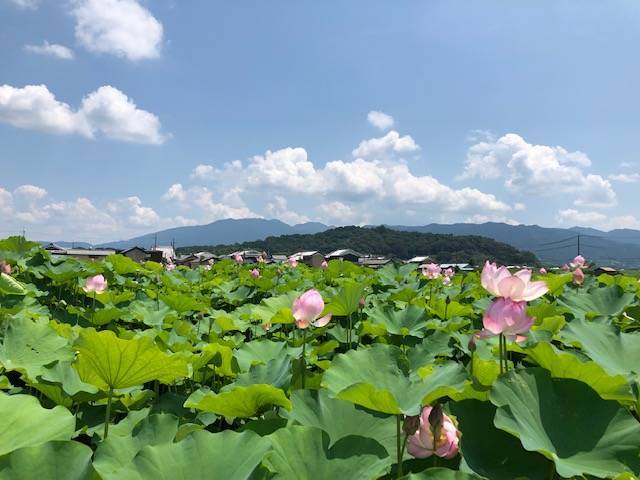 大和三山とのコラボが絶景 ２０１９年藤原京跡の蓮の開花レポート ２０２０年の花の情報有 Kumakuma Blog クマ子の奈良歩き