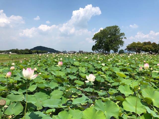 耳成山をバックにした見頃の蓮 藤原京跡