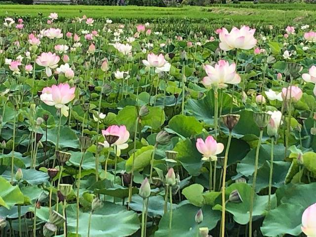 蓮根が混ざってきた蓮畑 藤原京跡