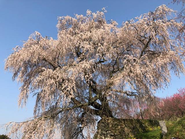 又兵衛桜