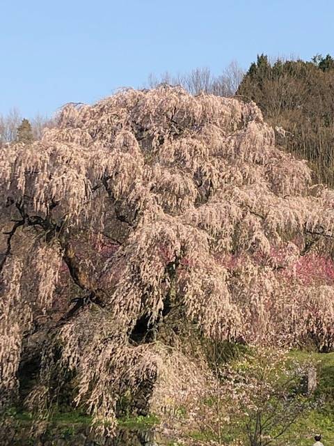 又兵衛桜
