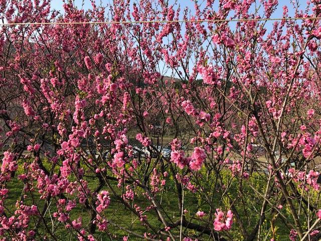 又兵衛桜