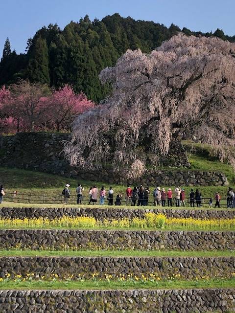 又兵衛桜