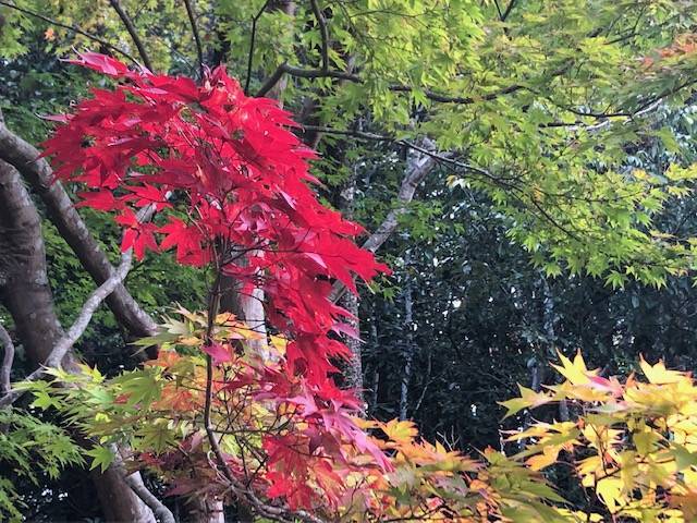 f:id:xnorico:20191118231121j:plain