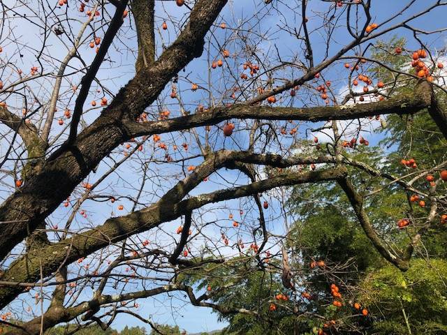f:id:xnorico:20191118231420j:plain
