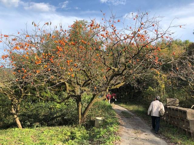 f:id:xnorico:20191126005619j:plain