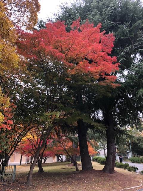 f:id:xnorico:20191202001923j:plain f:id:xnorico:20191202001923j:plain