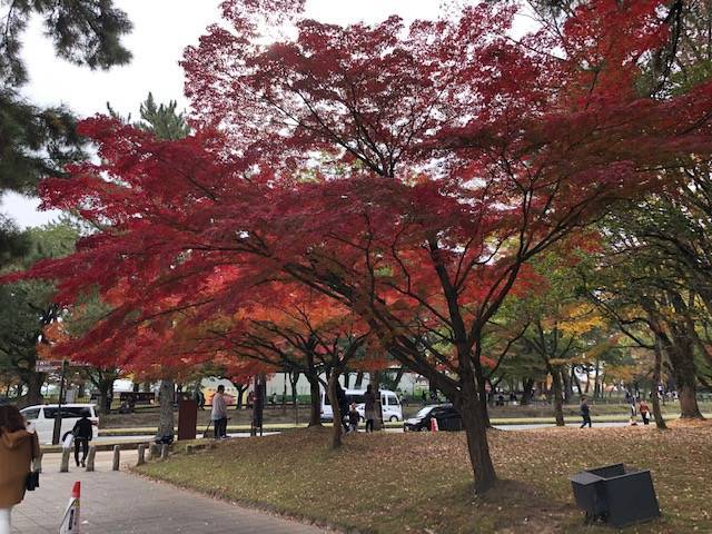 f:id:xnorico:20191202004257j:plain f:id:xnorico:20191202004257j:plain