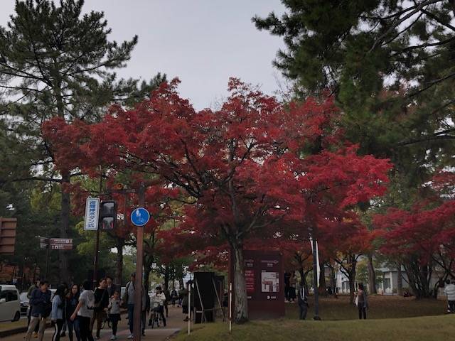 f:id:xnorico:20191202004802j:plain f:id:xnorico:20191202004802j:plain