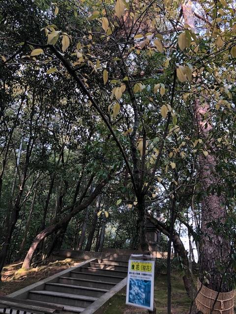 鑑真和上御廟前の瓊花の木 唐招提寺
