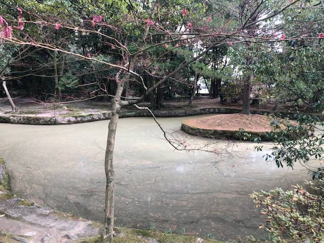 滄海池と花 唐招提寺