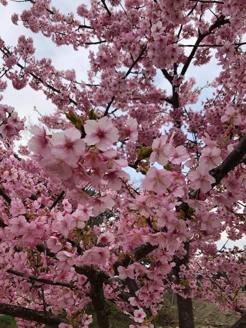 馬見丘陵公園