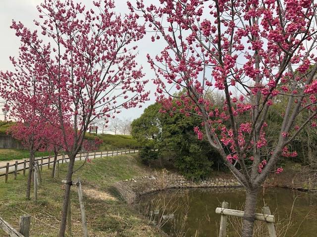 >馬見丘陵公園