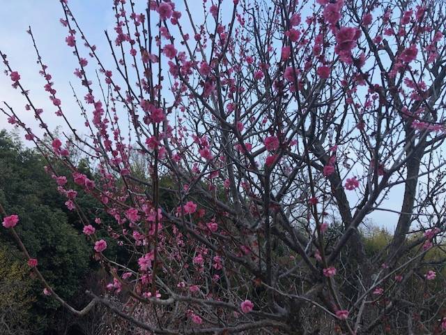馬見丘陵公園