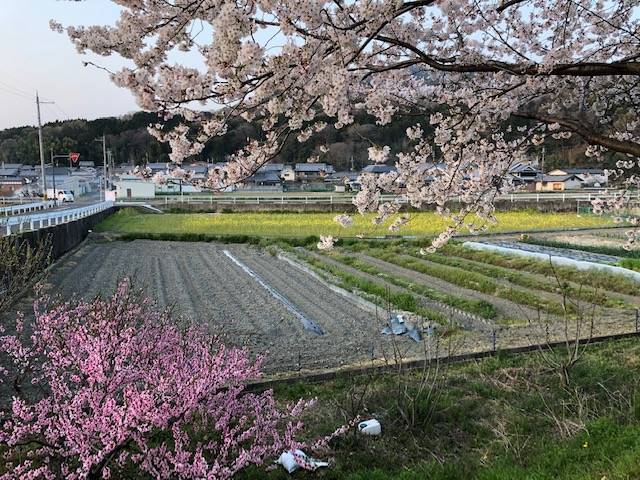 金屋河川敷公園桜
