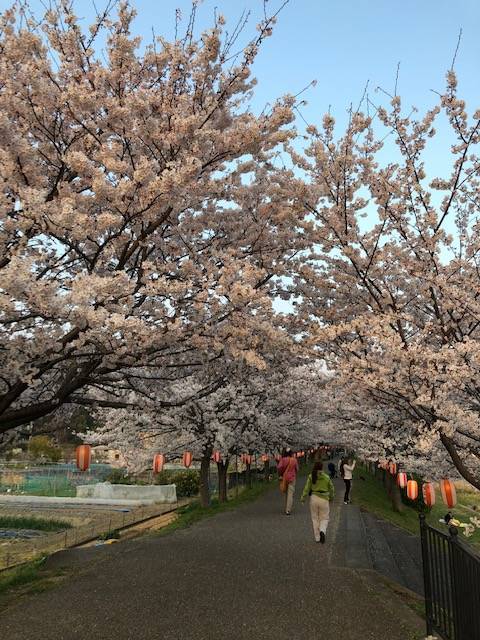 河川敷公園桜 金屋河川敷公園
