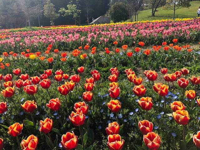 馬見丘陵公園