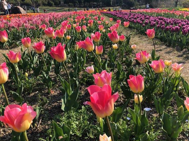 馬見丘陵公園