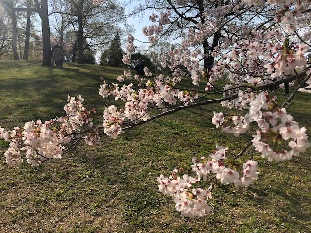 馬見丘陵公園