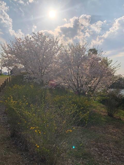 馬見丘陵公園