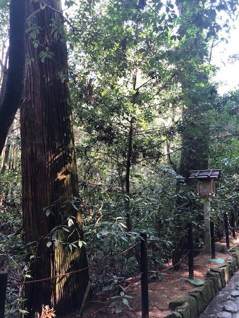 参道の杉の木 大神神社