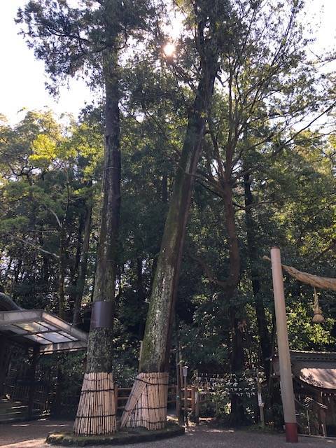 二本のご神木 大神神社