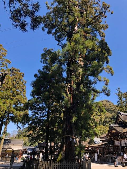 巳の神杉 大神神社