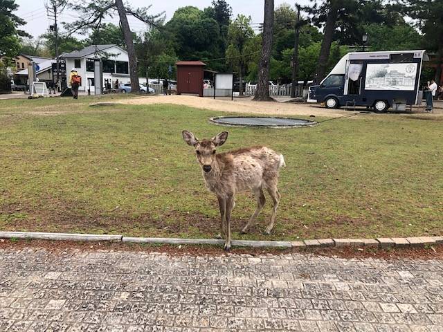 奈良公園