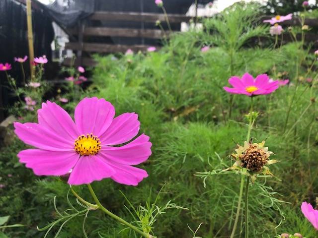花の寺として知られる般若寺 初夏の美しさに心癒される Kumakuma Blog クマ子の奈良歩き