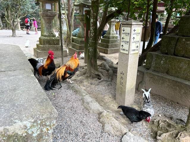 石上神宮の鶏たち