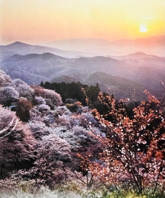 吉野山の桜