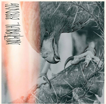 Nocturnal Birding (輸入盤)