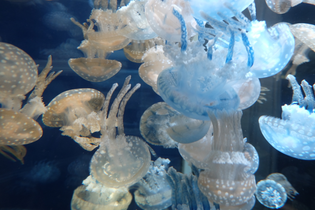 f:id:xoc:20150722114607j:plain