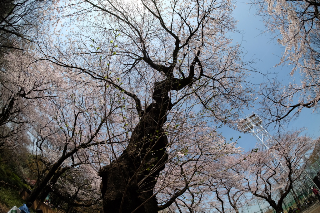 f:id:xoc:20160331110734j:plain