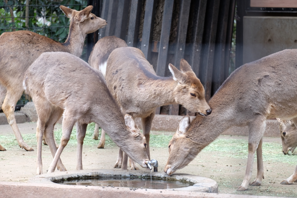 f:id:xoc:20170224113546j:plain