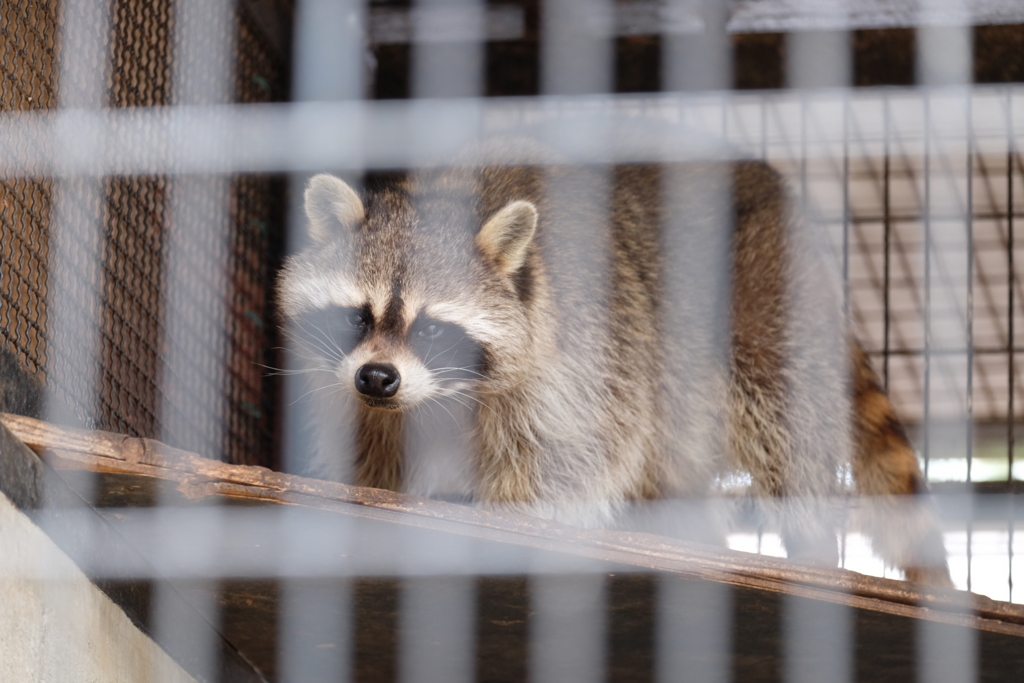 f:id:xoc:20170224114113j:plain